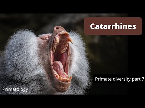 Catarrhines