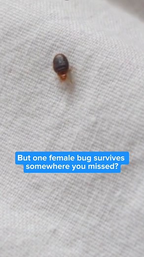 1.8K views · 419 reactions | Tired of battling bed bugs in your home?...