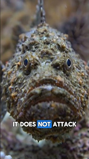 The Most Venomous Fish on Earth Looks Exactly Like a Rock ⚠#Stonefish #OceanFacts #Shorts