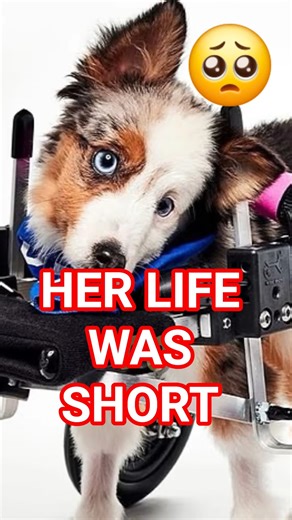 Teigan the Puppy Bowl Dog Passed Away | Special Needs Rescue Story