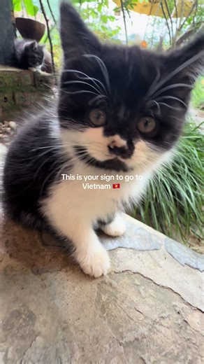 Vietnam is one of the most beautiful places I’ve ever seen! I was taking a shower at my air BnB, turned around and noticed some water buffalo chilling in the back yard also all the cats ft. Are guests from the same air BnB shoutout @Sa Mộc Quán was like living inside a Studio Ghibli movie #vietnam #sapa #cat #pho #hanoi