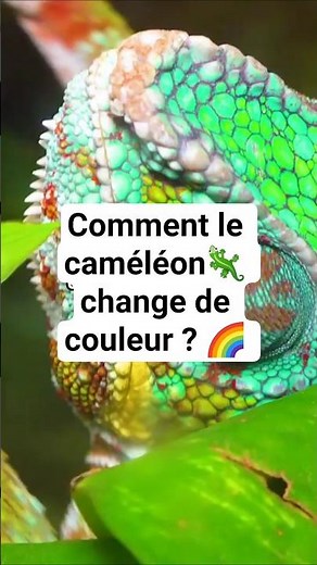 How does the chameleon change color? 🌈 🦎#shorts #chameleon #nature #science #animals