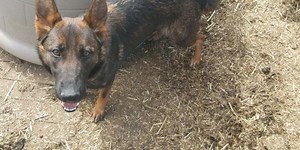 Sherman woman's two German Shepherds shot, killed days apart in yard