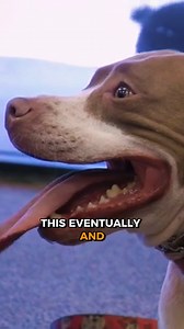 162K views · 2.6K reactions | An overstimulated dog can turn dangerous fast. Calm correction shifts their mind from chaos to balance. How does your dog handle excitement? Un perro sobreestimulado puede volverse peligroso muy rápido. La corrección en calma cambia su mente del caos al balance. ¿Cómo maneja tu perro la excitación?  | Cesar Millan | Facebook