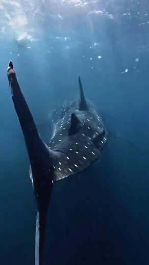 Explorando o Tubarão Baleia: O Gigante Gentil do Oceano