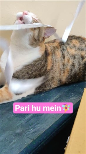 AM I CUTE?? #catshorts #funnyvideo #shorts