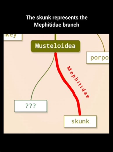Understanding Metazoa: Phylogeny and Taxonomy of Animals