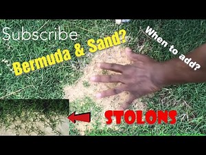 Why should you add SAND on your Bermuda lawn?