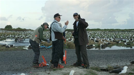 🤔How do you count over 600,000 albatross nests? Every winter, a small but mighty team takes on one of the most important conservation efforts at Kuaihelani (Midway Atoll): the annual albatross census, as shown in USFWS volunteer Dan Rapp's video. At the end of the video you'll see two clickers - one for Black-footed albatross and one for Laysan albatross. In our newest blog, we go behind the scenes of how the count actually works—from the strict group-counting guidelines volunteers follow, to t