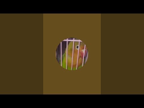 Live Bird Feeding: Lovebird & Budgie Fun | Barsha’s Bird World #Assam birds#Nature lovers#BirdWorld"