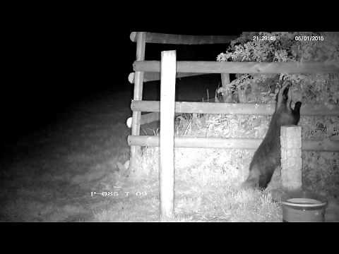 Rural badger climbing fence - with sound !
