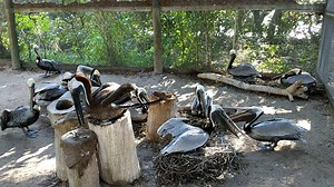 As you can see, it's nesting season for the Brown Pelicans! Come on out to SOS and watch them build, and rebuild, and rebuild their nests... (Video by Supervolunteer Linda Templeton Gnass) | Save Our Seabirds