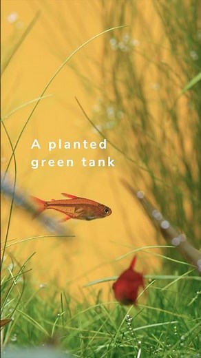 A Planted Tank Turns Them Into Living Embers | Ember Tetra