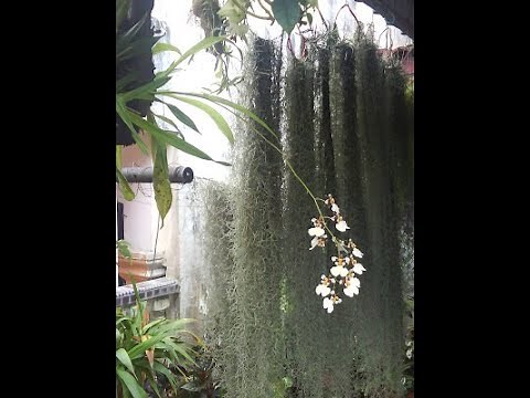 How to Grow and Cultivate Spanish Moss (Tillandsia usneoides)