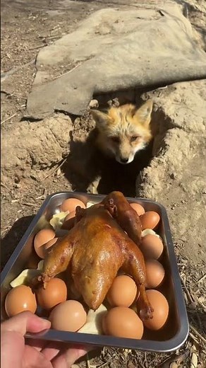 Miracle Unveiled: A Fox's Proudest Moment