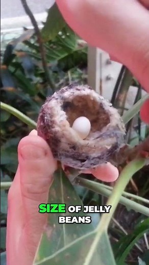 The World’s Smallest Living Dinosaur...The Bee Hummingbird!