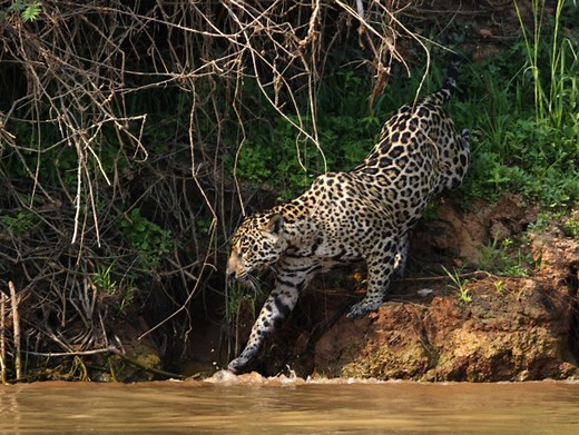 Animal Planet - The Wild Amazon Forest (Jungle)