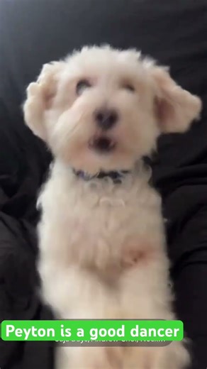 Dancing Poodle#dogsoftiktok #pets #adorably #animal #pets #viralvideo