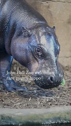 18K views · 164 reactions | John Ball Zoo in Grand Rapids has welcomed a second rare pygmy hippo, just weeks after hippo Jahari killed an antelope in its pen. #hippo #zoo #grandrapids | MLive.com | Facebook