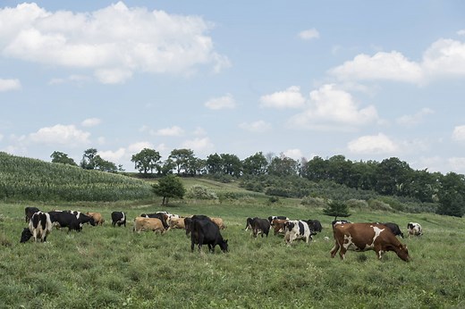 The Original Principles of Regenerative Agriculture - Rodale Institute