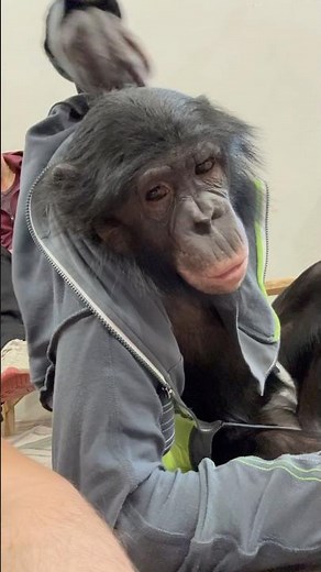 THE MONKEY IN THE JACKET PASSES THE MIRROR TEST PERFECTLY!