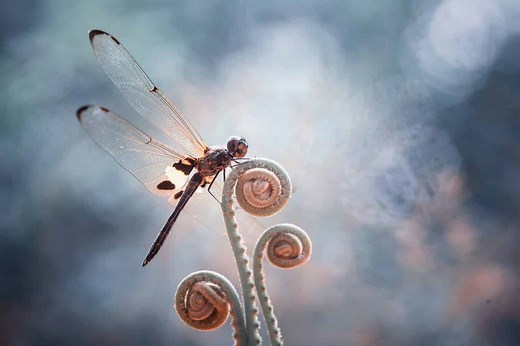 Do Dragonflies Bite or Sting People? 5 Critical Things to Know