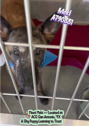 ✨ Meet Moki — A Shy Puppy Learning to Trust ✨ 🐶 MOKI – A790881 • 7-month-old German Shepherd mix • Medium size, still a puppy • Gentle, sweet, and affectionate once she feels safe • Loves treats, soft voices, and calm reassurance Moki is still figuring out the world. She may be unsure at first, but when someone slows down, crouches, and speaks gently, she leans in for affection and connection. Inside her kennel, her personality shines — loose body, wagging tail, and happy greetings. She would d
