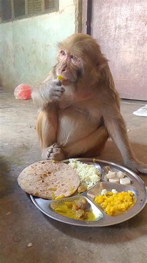 730K views · 17K reactions | Monkey rani ka best item #vlogrbl #shortsreels #ranivlogrbl #akashrbl #youtubeshorts #shortsvideos #tubeshorts #youtubevideo #reels #short | Rani Vlog RBL | Facebook