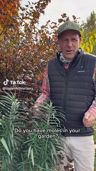 Meet Euphorbia lathyrus, commonly known as gopher spurge. Grown for its bold structure and blue-green foliage, this biennial has long been associated with deterring burrowing pests and performs best in sunny, well-drained sites. A striking plant—with important handling considerations due to its toxic sap. Keywords: gopher spurge, Euphorbia lathyrus, garden structure, drought tolerant, biennial Hashtags: #EuphorbiaLathyrus #GardenDesign #PlantEducation #WholesaleNursery #LandscapePlants