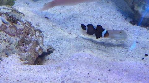 Hilarious Underwater Showdown: Fish Spit Sand Back and Forth in a Fight Over a Hole!