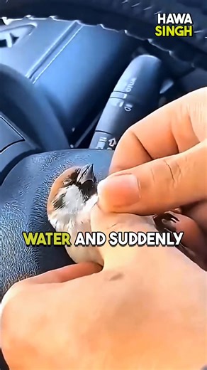 The Man Who Brought a Little Bird Back to Life 🕊️💧 | Hawa Singh