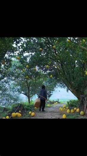 Discovering Liziqi's Enchanting Village Life