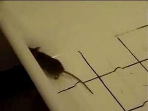 Autism-spectrum disorder reversed in mice 2