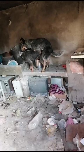 Understanding Dog Mating Behavior in Unkempt Environments