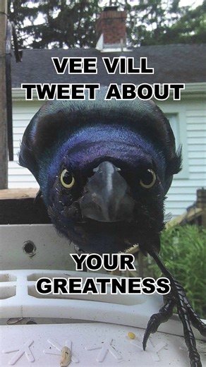 Birdbuddy on Instagram: "HALLO #birdbuddy"