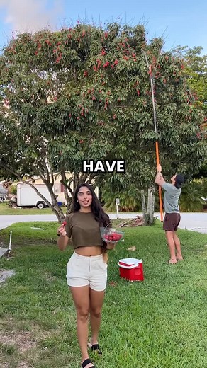 150 reactions · 13 comments | Say hello to lychee, a fruit so tasty...