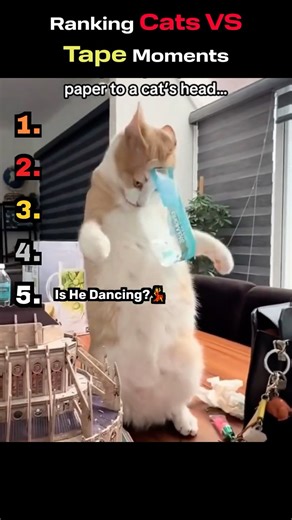 Cats vs Tape 😹😂 Try Not To Laugh Compilation