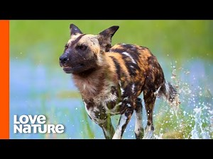 The Genius Way Wild Dogs Outlast Their Prey | Love Nature