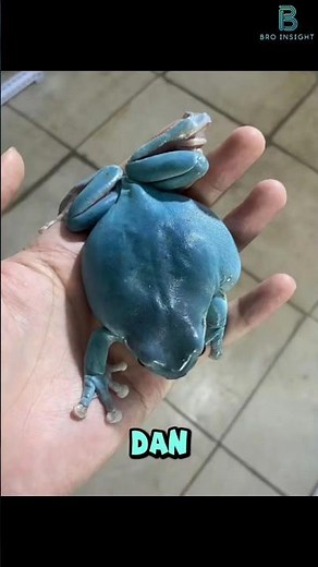 Katak blue dumpy #frog #faktaunik #hewan #animals #turtle