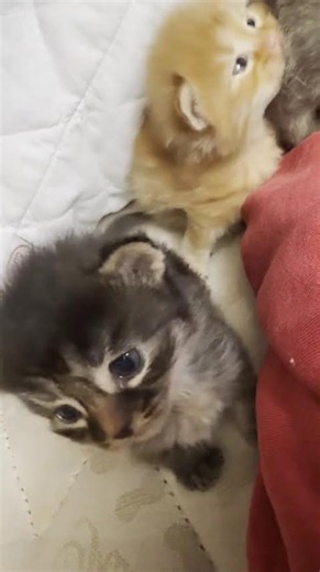 Adorable Kittens Compilation: Cute Kitten Moments Every Cat Lover Will Adore