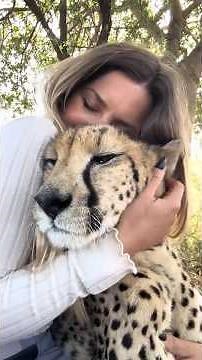 Cheetahs: The Big Cats That Purr Like Kittens 😻 #cheetah #bigcat