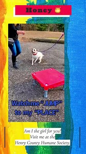 💡🎥🎬 While we are reviewing a few applications for Honey, we thought this video was too cute not to share. Honey spent a little time with Jenny, a certified animal behavioral trainer from Cooperative Canine Concepts and Care. 👏🏻 Way to go Honey! And thank you Jenny! Be sure to keep an 👀 on our page as we continue to get in new dogs🐕🦮🐕‍🦺 and our current dogs show off their talents. | Henry County Humane Society - Geneseo, IL