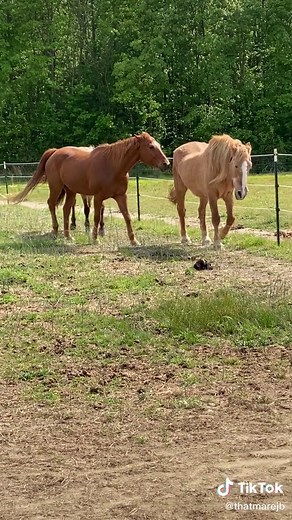 My mare just cannot take a hint. 🤦🏻‍♀️🤣 Anyone else have a mare turned sloot when she’s in heat? #desperate #NightDoneRight #horsesoftiktoktok