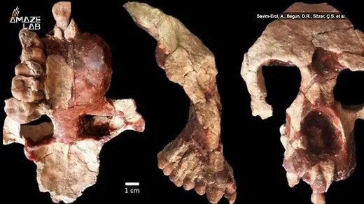 This Ape Skull is Over 8 Million Years Old and Is Raising Doubts About the Human Evolution Timeline