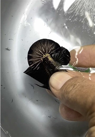 Salon Ikan Cupang Sebelum Kontes: Penting atau Tidak?