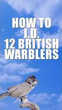 What is that?? UK Warbler I.D. Nightmare! Here's some help! #birding #birdphotography #birdwatching