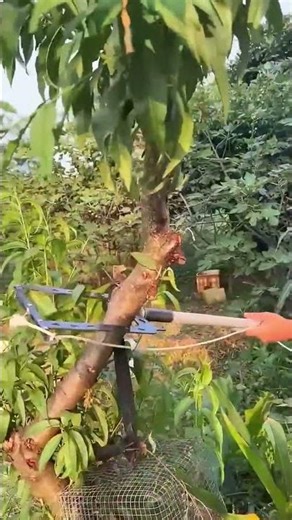Clever aerial lasso process of the tree using creative tools