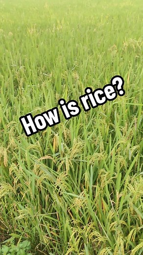 Rice Farming in the USA Revealed