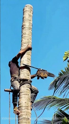 Cutting Down to Size: The Skillful Art of Tree Felling