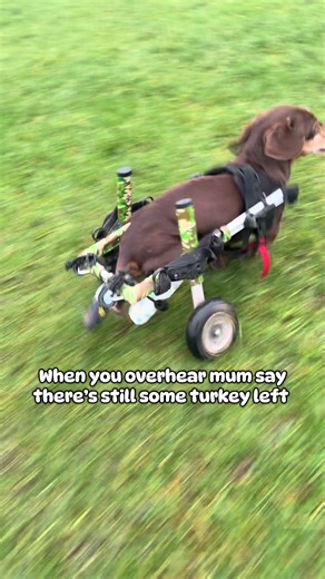 Meet Cooper: The Fastest Dachshund on Wheels